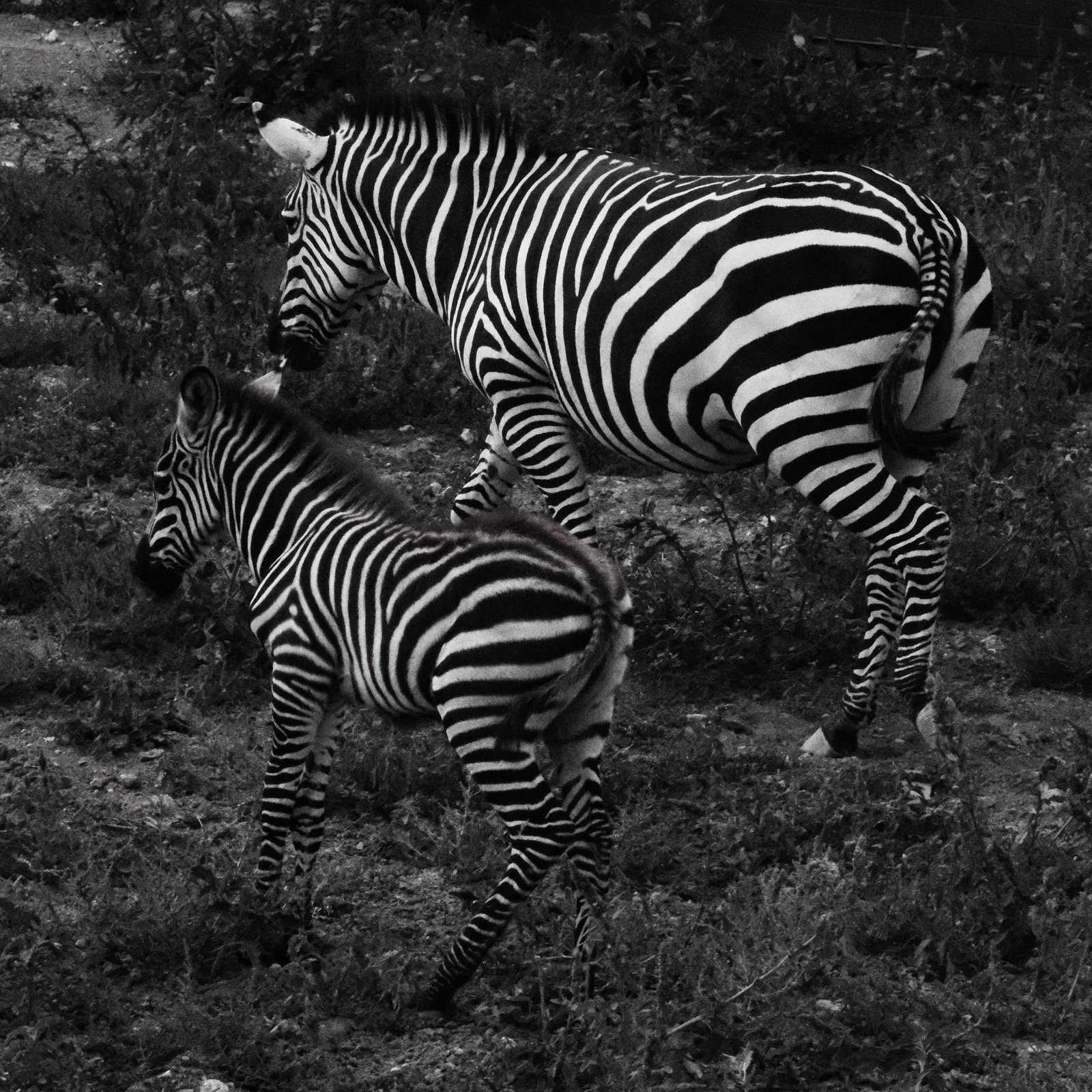 Bir yetişkin zebra ile yavrusunun yan yana yürüdüğü siyah-beyaz fotoğraf.